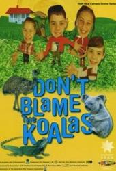 Коалы не виноваты