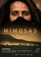 Мимозы