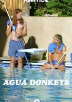 Agua Donkeys