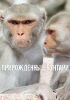 Прирожденные бунтари