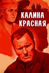 Калина красная