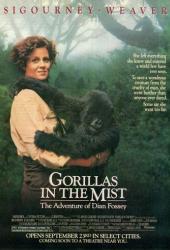 Гориллы в тумане