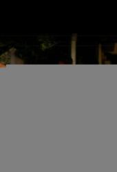 The Extinction of Fireflies