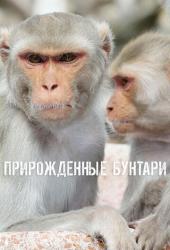 Прирожденные бунтари