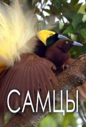 Самцы