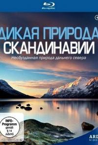 Дикая природа Скандинавии