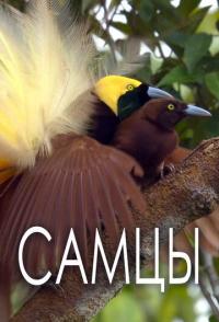 Самцы